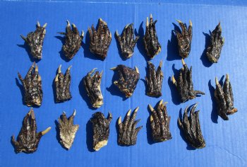 2 to 3 inches Small Alligator Feet for Crafts - Buy these 20 for $1.30 each