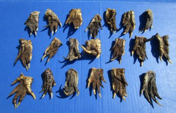 2 to 3 inches Small Alligator Feet for Crafts - Buy these 20 for $1.30 each