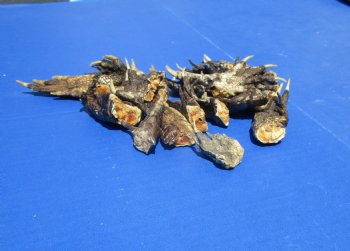 2 to 2-3/4 inches Small Alligator Feet for Crafts - Buy these 20 for $1.30 each