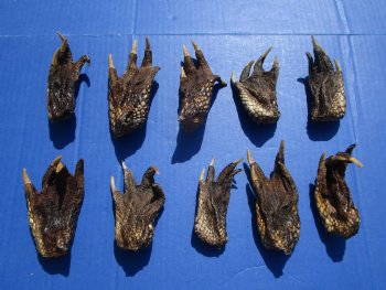 3 to 4-1/2 inches Alligator Feet for Crafts - Buy these 10 for $2.00 each