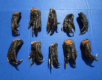 3 to 4-1/2 inches Alligator Feet for Crafts - Buy these 10 for $2.00 each
