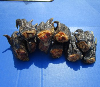 3 to 4-1/2 inches Alligator Feet for Crafts - Buy these 10 for $2.00 each