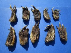3 to 5 inches Alligator Feet for Crafts - Buy these 10 for $2.00 each