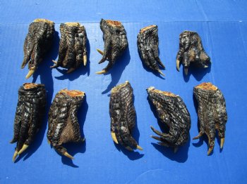 3 to 5 inches Alligator Feet for Crafts - Buy these 10 for $2.00 each