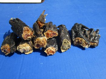 3 to 5 inches Alligator Feet for Crafts - Buy these 10 for $2.00 each