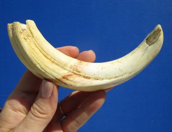  8 inches Authentic Warthog Ivory Tusk, 3.8 ounces, <font color=red> 6-3/4 inches Solid</font> for $34.99