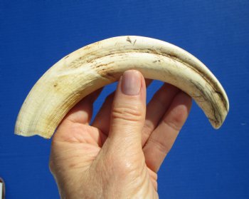 8 inches Authentic Warthog Ivory Tusk, 3.8 ounces, <font color=red> 6-3/4 inches Solid</font> for $34.99