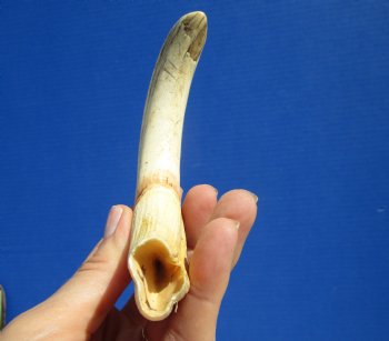  8 inches Authentic Warthog Ivory Tusk, 3.8 ounces, <font color=red> 6-3/4 inches Solid</font> for $34.99