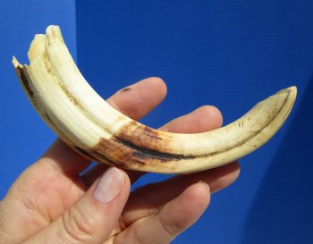 7 inches Warthog Tusk, 2.3 ounces, <font color=red> 5 inches Solid</font> - Buy for $19.99