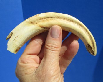 7 inches Warthog Tusk, 2.3 ounces, <font color=red> 5 inches Solid</font> - Buy for $19.99