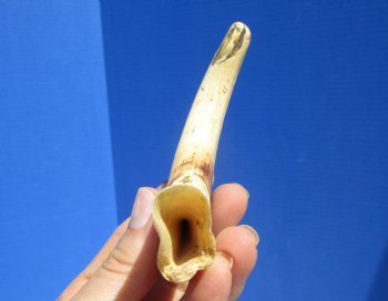 7 inches Warthog Tusk, 2.3 ounces, <font color=red> 5 inches Solid</font> - Buy for $19.99