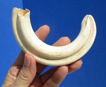  8 inches Authentic African Warthog Ivory Tusk, 3 ounces, <font color=red> 6-1/2 inches Solid</font> for $34.99