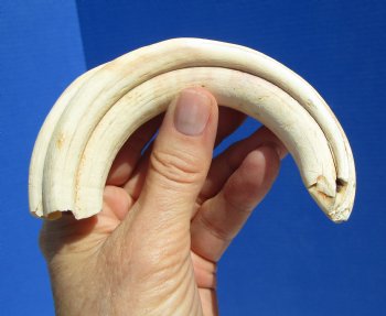  8 inches Authentic African Warthog Ivory Tusk, 3 ounces, <font color=red> 6-1/2 inches Solid</font> for $34.99