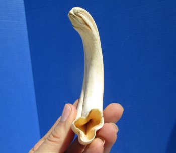  8 inches Authentic African Warthog Ivory Tusk, 3 ounces, <font color=red> 6-1/2 inches Solid</font> for $34.99