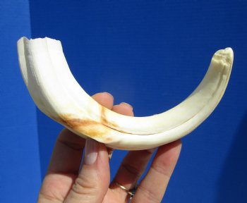 7-3/4 inches Real Warthog Tusk, 2.6 ounces, <font color=red> 5-1/2 inches Solid</font> - Buy for $19.99