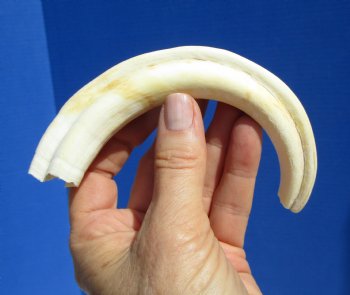 7-3/4 inches Real Warthog Tusk, 2.6 ounces, <font color=red> 5-1/2 inches Solid</font> - Buy for $19.99