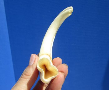 7-3/4 inches Real Warthog Tusk, 2.6 ounces, <font color=red> 5-1/2 inches Solid</font> - Buy for $19.99