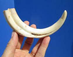 7-1/2 inches Real Warthog Tusk, 2.2 ounces, <font color=red> 5-1/2 inches Solid</font> - Buy for $19.99
