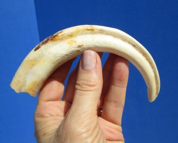 7-1/2 inches Real Warthog Tusk, 2.2 ounces, <font color=red> 5-1/2 inches Solid</font> - Buy for $19.99