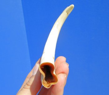 7-1/2 inches Real Warthog Tusk, 2.2 ounces, <font color=red> 5-1/2 inches Solid</font> - Buy for $19.99