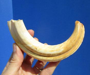  8 inches Authentic African Warthog Ivory Tusk, 3.4 ounces, <font color=red> 6 inches Solid</font> for $34.99