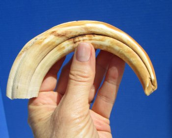  8 inches Authentic African Warthog Ivory Tusk, 3.4 ounces, <font color=red> 6 inches Solid</font> for $34.99