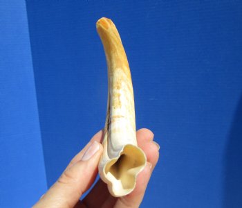 8 inches Authentic African Warthog Ivory Tusk, 3.4 ounces, <font color=red> 6 inches Solid</font> for $34.99