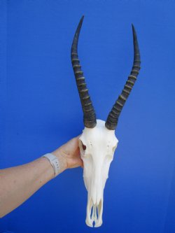 Female Blesbok Skull with 13-1/2 inches Horns for $79.99