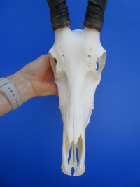 Female Blesbok Skull with 13-1/2 inches Horns for $79.99