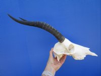 Female Blesbok Skull with 13-1/2 inches Horns for $79.99