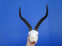 Female Blesbok Skull with 13-1/2 inches Horns for $79.99