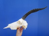 Female Blesbok Skull with 13-1/2 inches Horns for $79.99