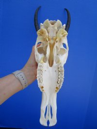 Female Blesbok Skull with 13-1/2 inches Horns for $79.99