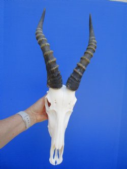 Male Blesbok Skull with 14-3/4 inches Horns for $84.99