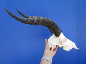 Male Blesbok Skull with 14-3/4 inches Horns for $84.99