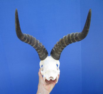 Male Blesbok Skull with 14-3/4 inches Horns for $84.99