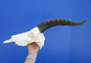 Male Blesbok Skull with 14-3/4 inches Horns for $84.99