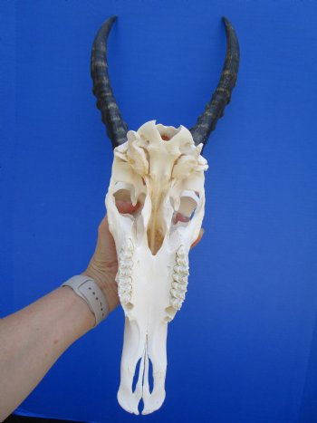 Male Blesbok Skull with 14-3/4 inches Horns for $84.99