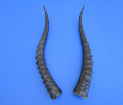 Two Single African Blesbok Horns <font color=red> Polished</font> 14 inches - Buy these for $21.50 each