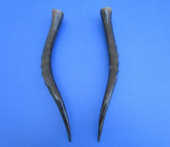 Two Single African Blesbok Horns <font color=red> Polished</font> 14 inches - Buy these for $21.50 each