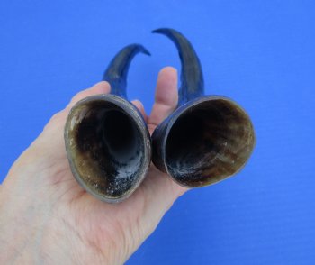 Two Single African Blesbok Horns <font color=red> Polished</font> 14 inches - Buy these for $21.50 each