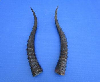 Two Single African Blesbok Horns <font color=red> Polished</font> 13-7/8 and 14 inches - Buy these for $21.50 each