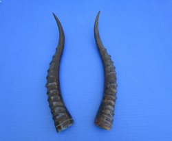 Two Single African Blesbok Horns <font color=red> Polished</font> 13-7/8 and 14 inches - Buy these for $21.50 each