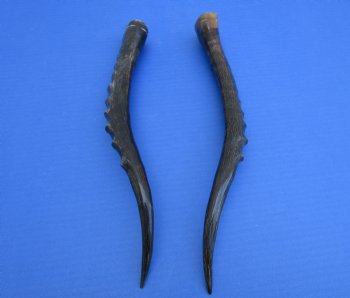Two Single African Blesbok Horns <font color=red> Polished</font> 13-7/8 and 14 inches - Buy these for $21.50 each