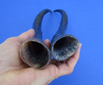 Two Single African Blesbok Horns <font color=red> Polished</font> 13-7/8 and 14 inches - Buy these for $21.50 each