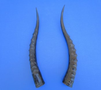 Two Single African Blesbok Horns <font color=red> Polished</font> 14-1/4 and 13-3/4 inches for $21.50 each