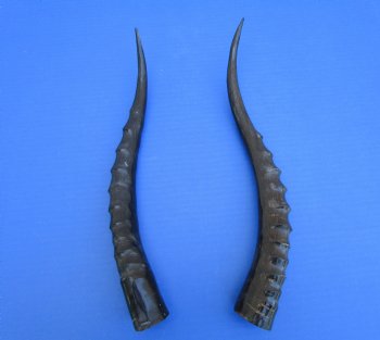 Two Single African Blesbok Horns <font color=red> Polished</font> 14-1/4 and 13-3/4 inches for $21.50 each