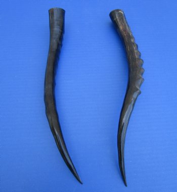 Two Single African Blesbok Horns <font color=red> Polished</font> 14-1/4 and 13-3/4 inches for $21.50 each