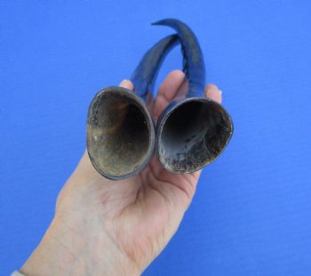 Two Single African Blesbok Horns <font color=red> Polished</font> 14-1/4 and 13-3/4 inches for $21.50 each