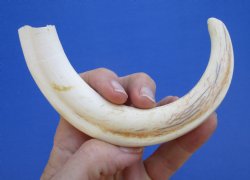  8-1/4 inches African Warthog Ivory Tusk, 2.5 ounces, <font color=red> 6-1/4 inches Solid</font> for $34.99